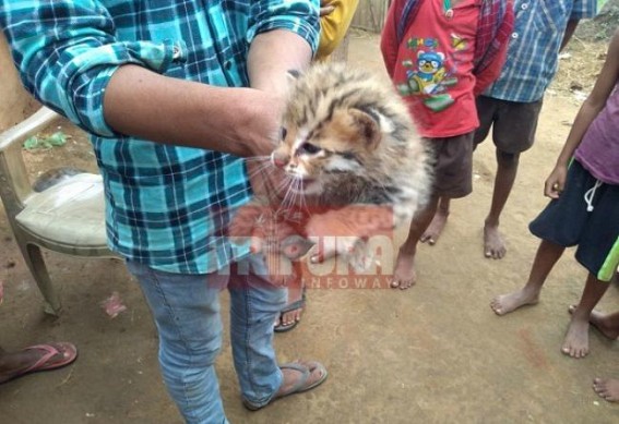 Baby tiger like creature found at Agartala